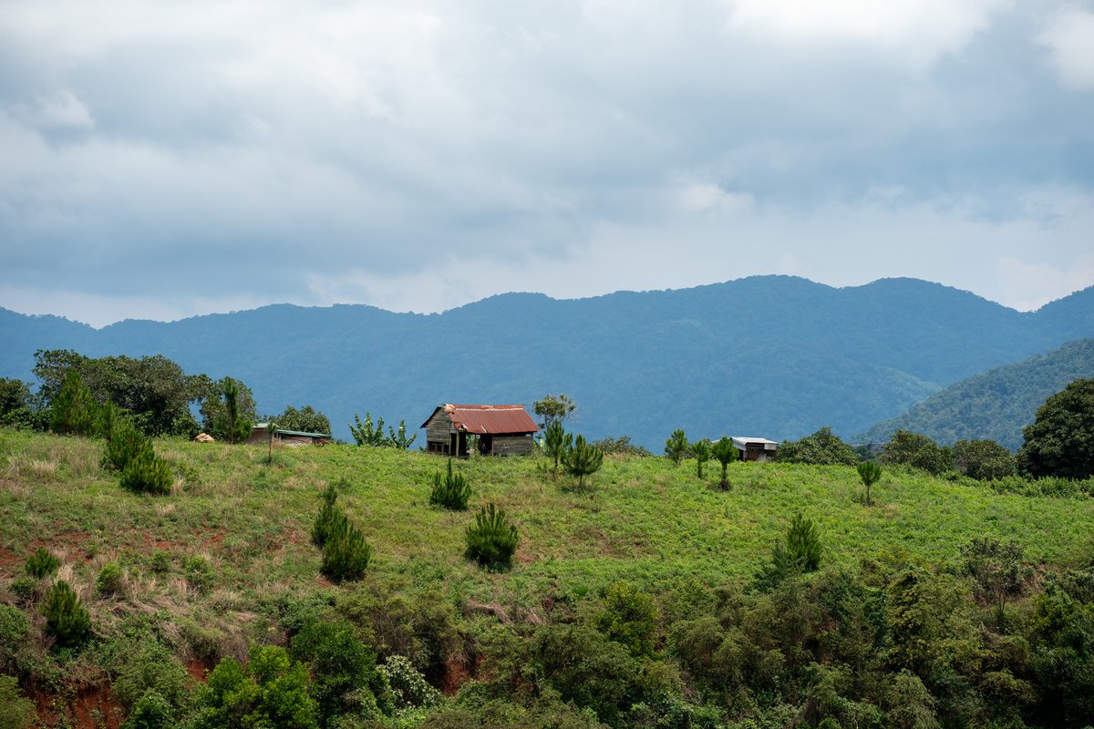 Chòi gỗ trên đồi